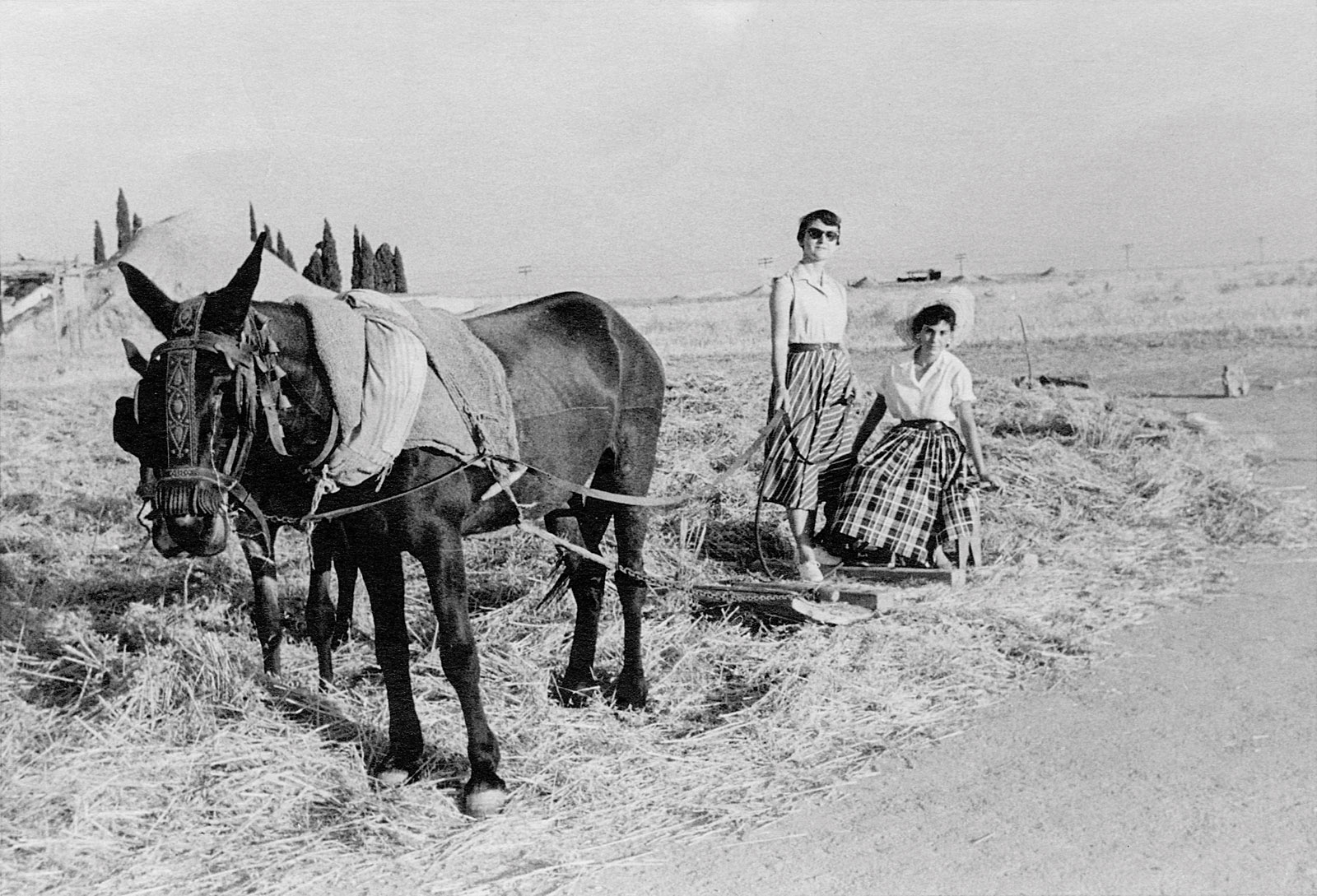 Las mulas fueron muy importantes en el cultivo de los cereales y legumbres en Canillejas. Al fondo, tras el montón de trigo, el cementerio de Canillejas.