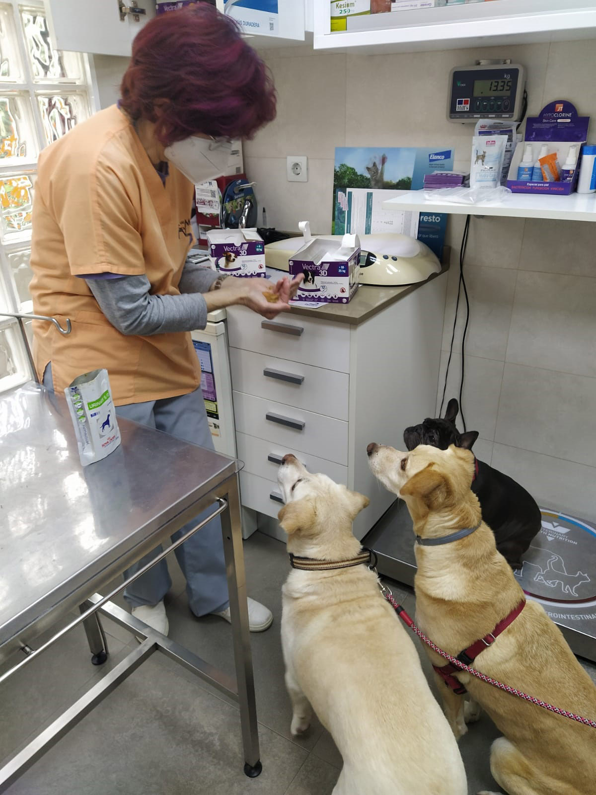 Clinica veterinaria las musas