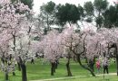 Maillo presenta la floracion de los almendros en la Quinta Los Molinos