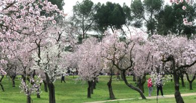 Maillo presenta la floracion de los almendros en la Quinta Los Molinos