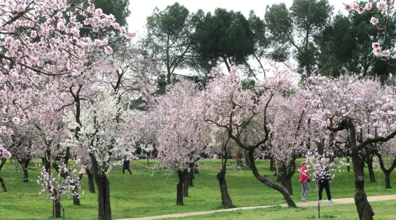 Maillo presenta la floracion de los almendros en la Quinta Los Molinos