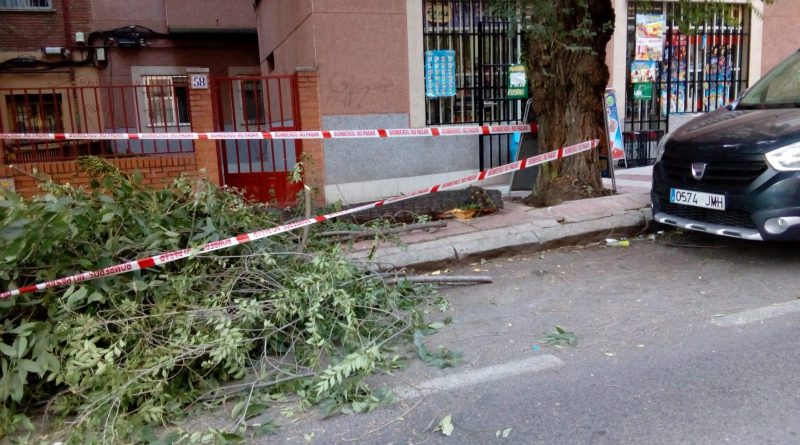 Cae un árbol en mal estado en la calle Lucano
