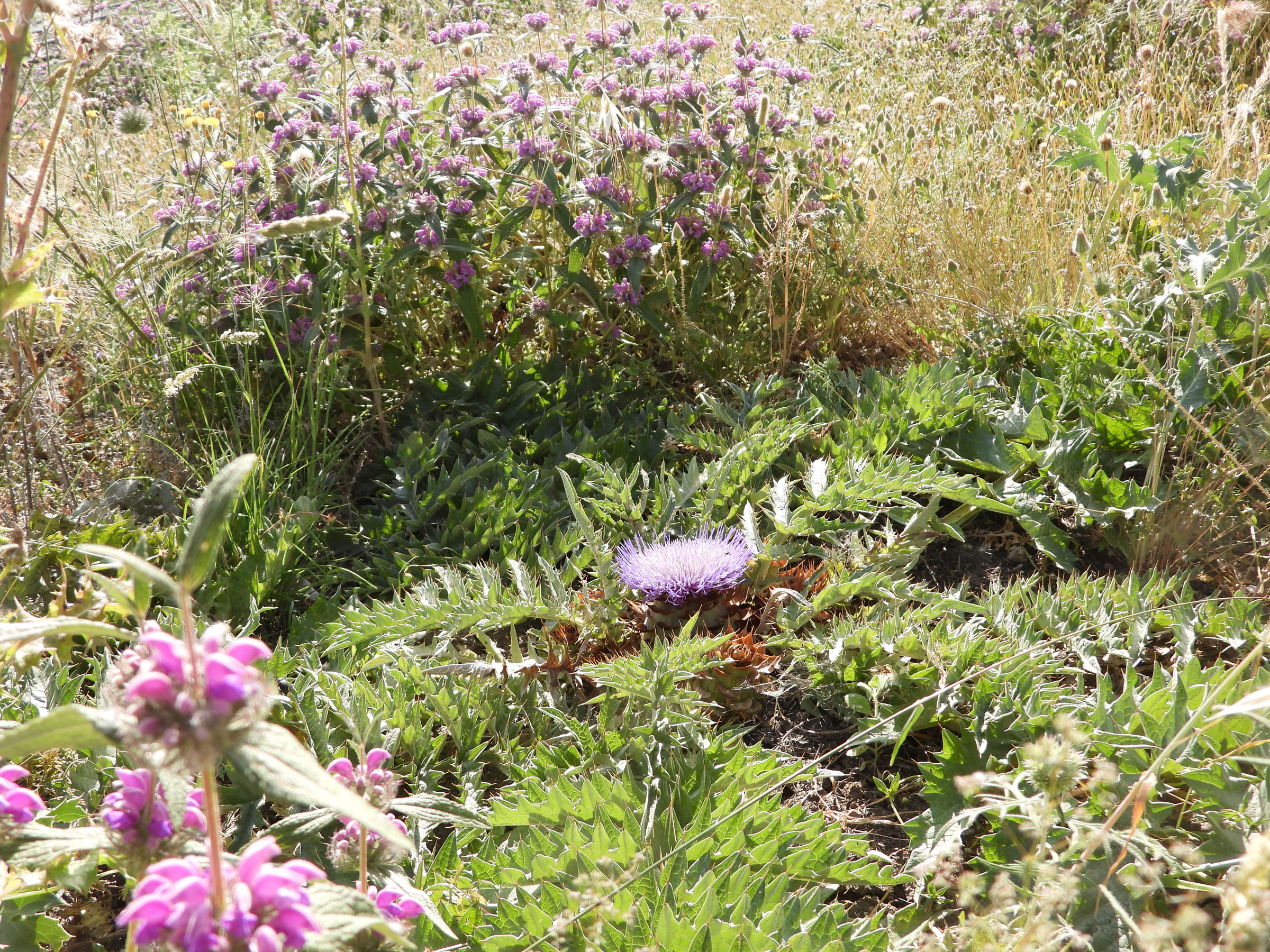 Microreservas ecologicas Cynara tournefortii Boiss