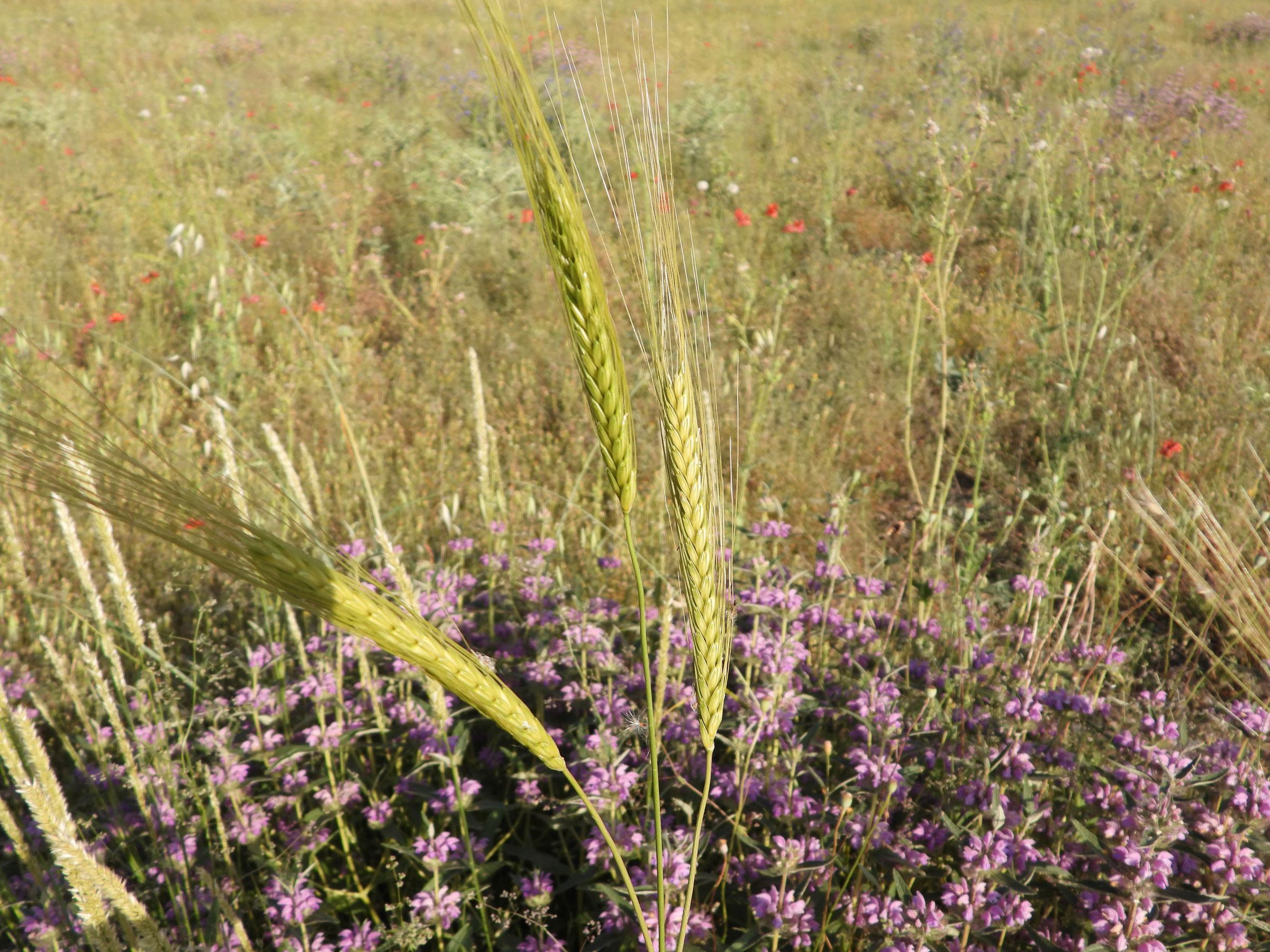 Microreservas ecologicas Triticum boeoticum Boiss