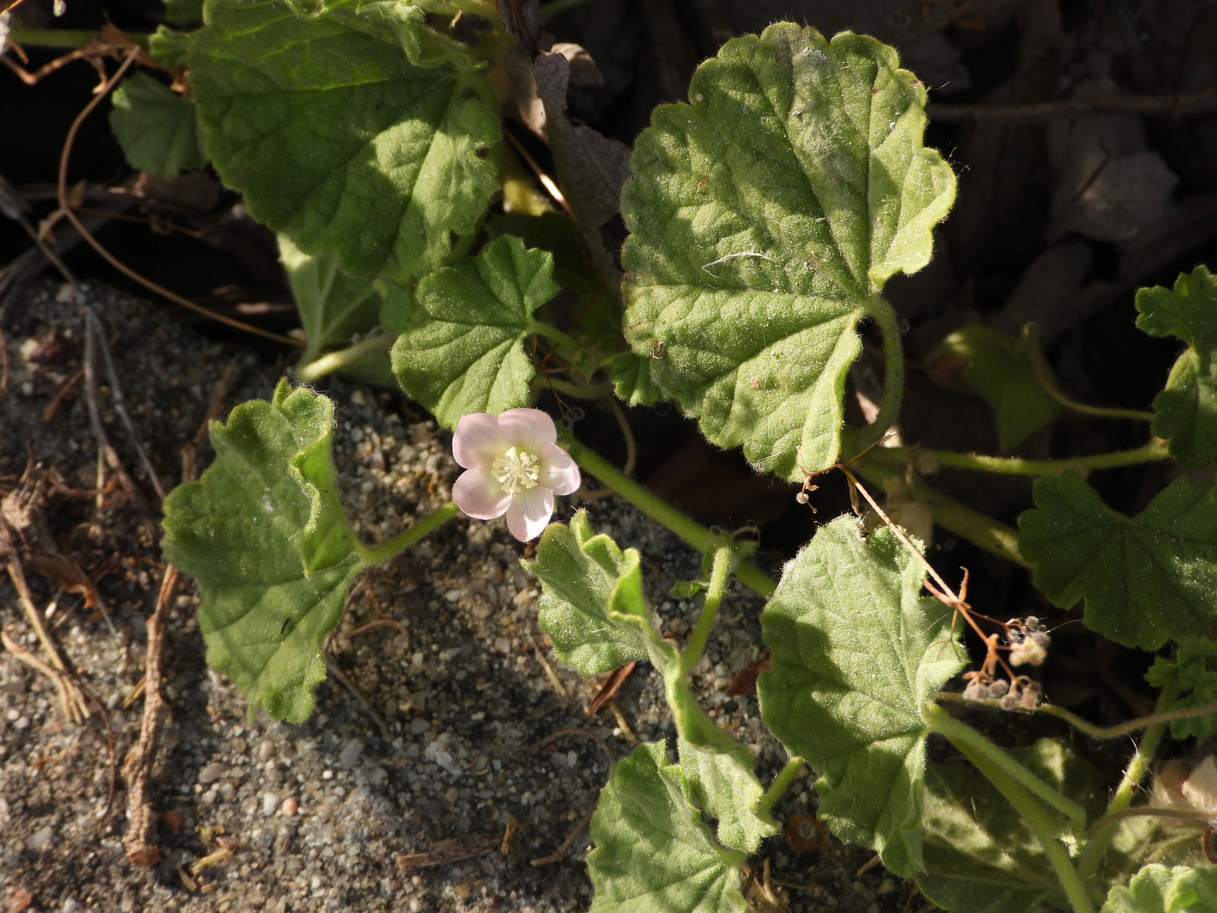 Microreservas ecologicas Malvella sherardiana (L.) Jaub