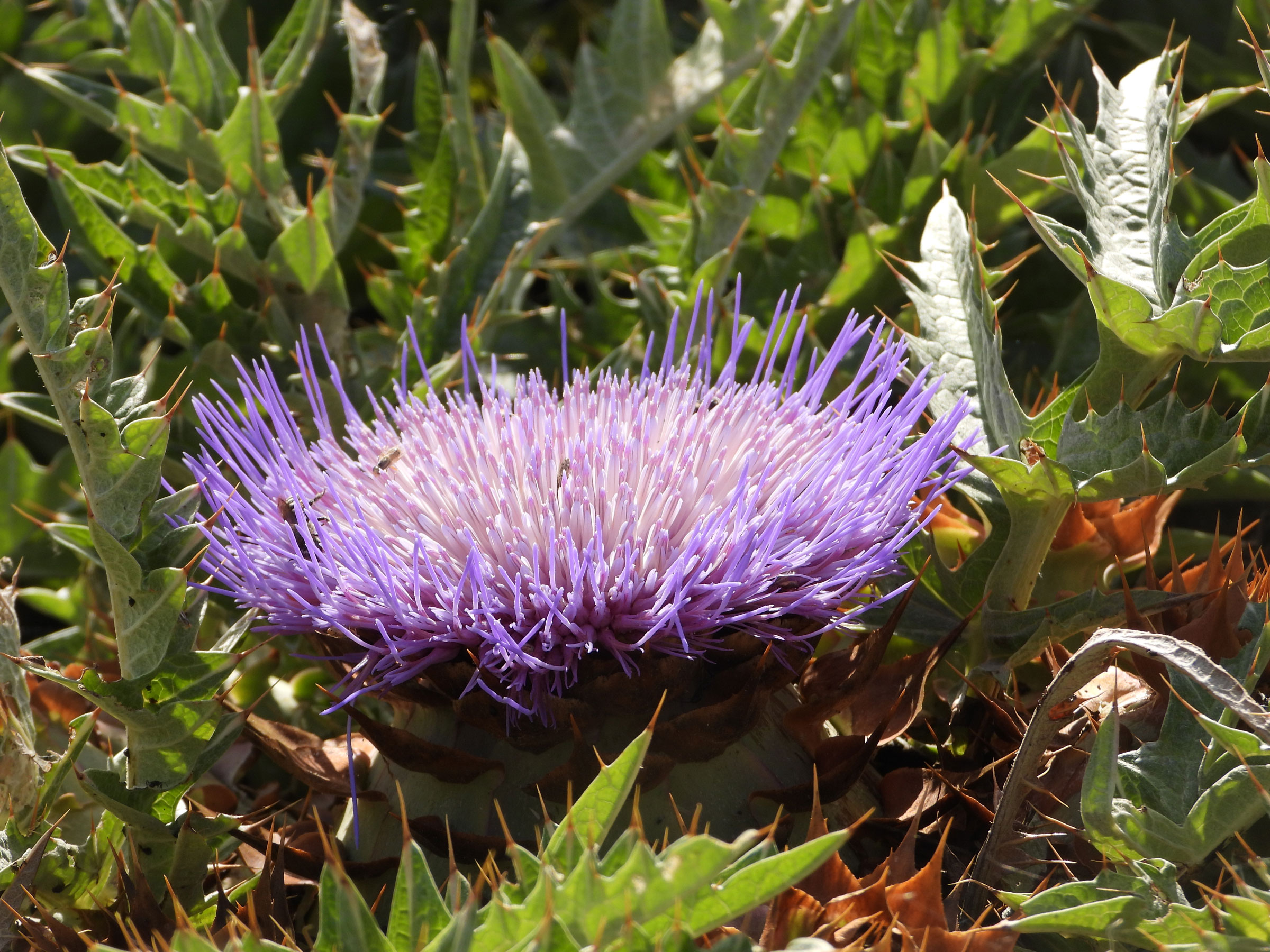 Microreservas ecologicas Cynara tournefortii Boiss