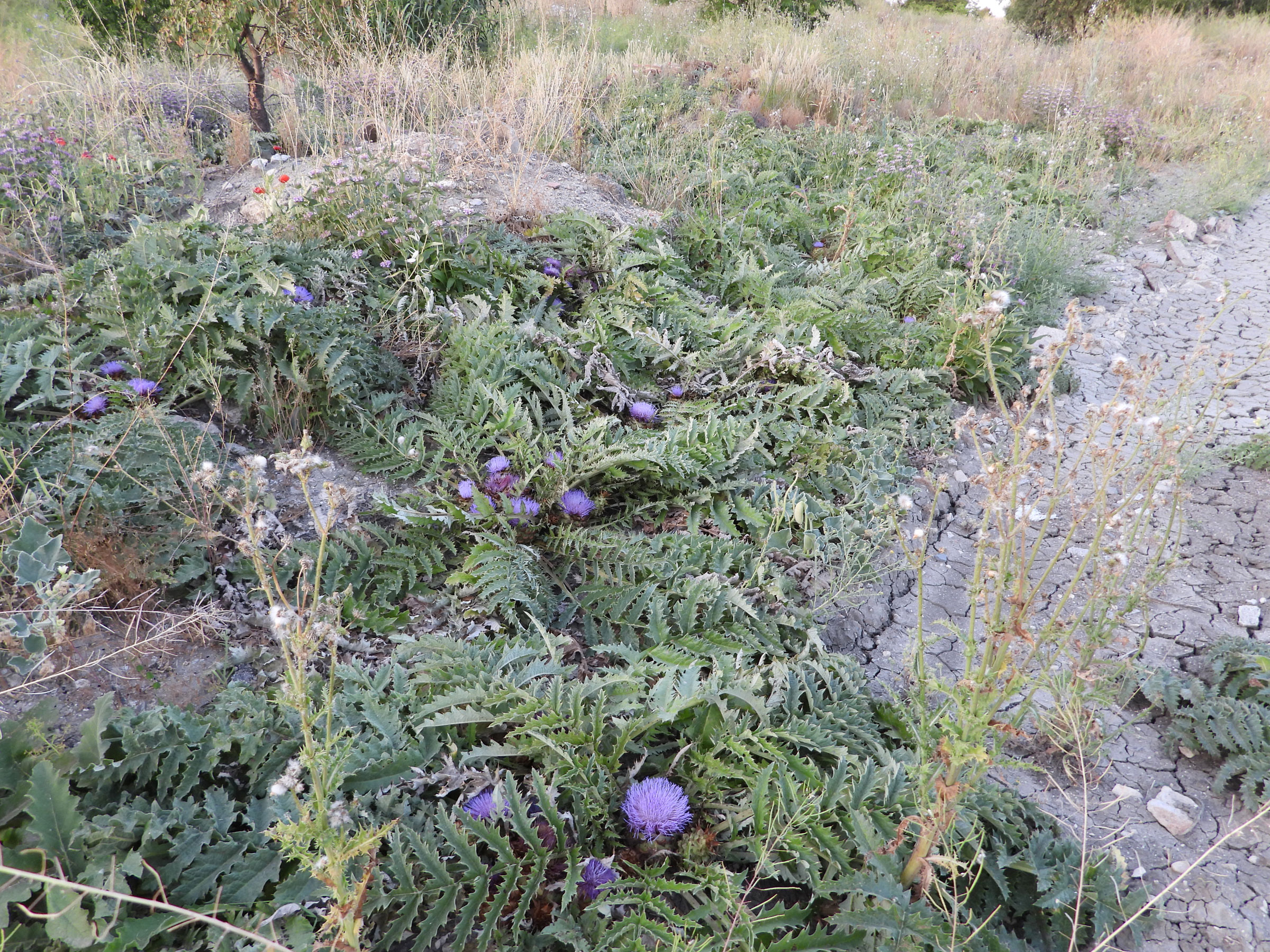Microreservas ecologicas Cynara tournefortii Boiss